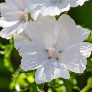 Musc Blanc La fleur